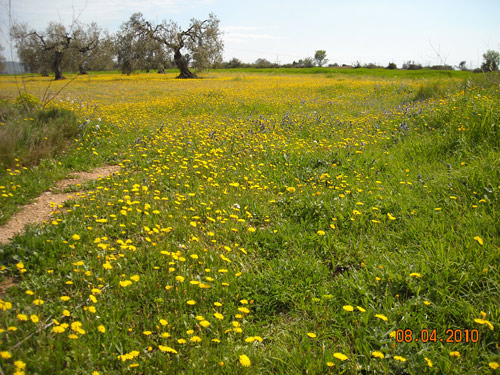 paisatge-del-baix-penedes